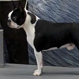 Boston Terriers from Whispering Willows