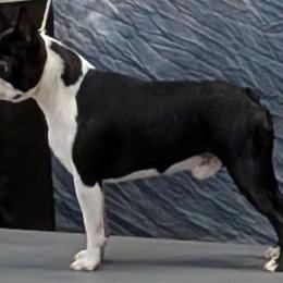 Boston Terriers from Whispering Willows