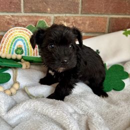 Miniature Schnauzer Puppies from Miniature Schnauzers