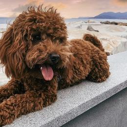 Reba Rose - Poodle
