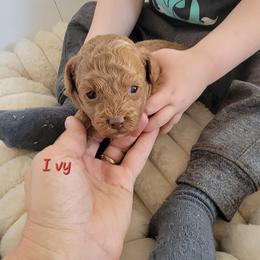 Ivy - Red  female Poodle puppy in Montrose, Pennsylvania from Tales Of Joy