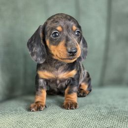 Dachshund puppies from Poplar Ridge Dachshunds