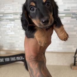 Dachshund Puppies from JUAREZ MINI DACHSHUNDS