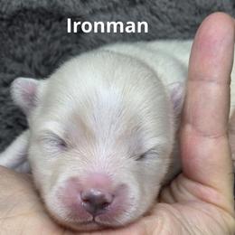 Iron Man - White male Pomsky puppy in Fredericksburg, Virginia from Purely Pomskies