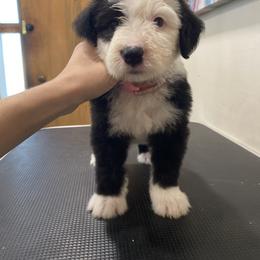 Show Female Pick 1 - Retained - Gray and white female Old English Sheepdog puppy in Tulsa, Oklahoma from Yadah Sheepdogs