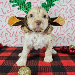 Vixen - Golden male Cockapoo puppy in Bronson, Florida from Tabler Family Puppies