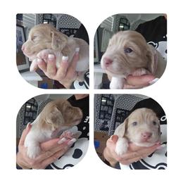 Cream piebald - Cream male Dachshund puppy in Port Charlotte, Florida from Vicki's Dachshund Crossing