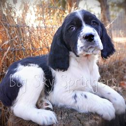 Boy 1 - Black and white male English Springer Spaniel puppy in Great Falls, Montana from Big Sky Springers