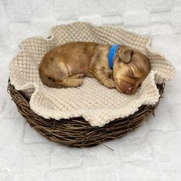 Dachshund Puppies from Redland Dachshund Grove