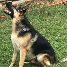 German Shepherds from Lisa Sykes' German Shepherds