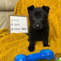 Kate-Lynn - Black female German Shepherd puppy in Mc Minnville, Tennessee from Hobbs Family Shepherds