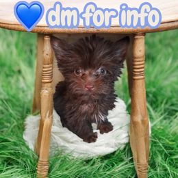 Donut - Liver male Yorkshire Terrier puppy in Mobile, Alabama from Ace of Spades Yorkies