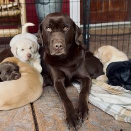 Labrador Retriever Puppies from Knotty Creek Labradors
