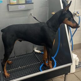 Doberman Pinscher All Grown Up from Vom Baecher Doberman