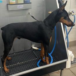 Doberman Pinscher All Grown Up from Vom Baecher Doberman