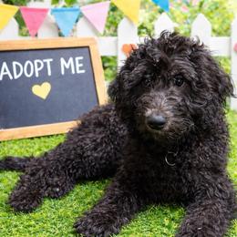 Persephone - Blue female Sheepadoodle puppy in Salem, Oregon from Oregon Poodle Oodle Doodles