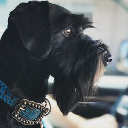 Miniature Schnauzers from T & C Mini Schnauzers