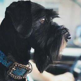 Miniature Schnauzers from T & C Mini Schnauzers
