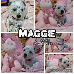 Maggie - Blue mottled female Australian Cattle Dog puppy in Fife Lake, Michigan from Kurczak Farm LLC