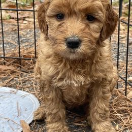 Goldendoodle and Poodle Puppies from King’s  Castle of Doodles
