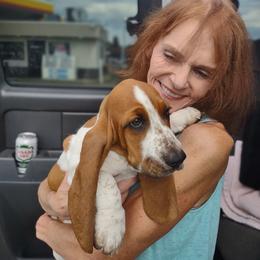 Silverquill - Black brown and white male Basset Hound puppy in West Chester, Ohio from Bed-N-Bassets