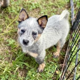 Bahia - Blue speckled female Australian Cattle Dog puppy in Rosharon, Texas from 4Surge Cattle Dogs