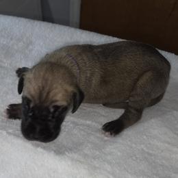 Girl 3 - Fawn female Great Dane puppy in Hickman, Kentucky from Tidal Wave Danes