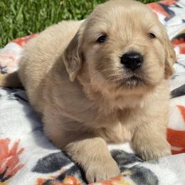 Golden Retriever Puppies from All shades Golden