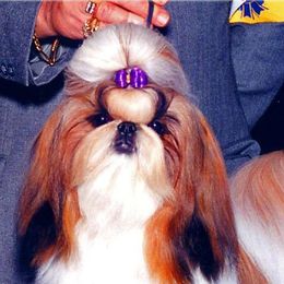 Shih Tzus from Harper Haven