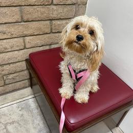 Violet - Cavapoo