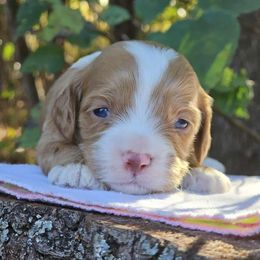 Hunter - Red and white male Cockapoo puppy in Louisburg, North Carolina from Raven Oak's Mini Cockapoos
