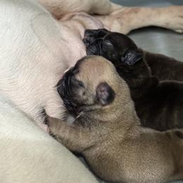 American Bully and French Bulldog Puppies from Bolt Action Kennel