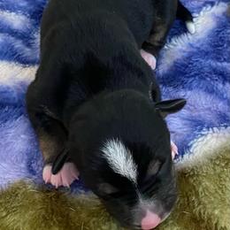 P5F - Black white and tan female Rat Terrier puppy in Groveland, Florida from Blackwood Rat Terriers (Standard)