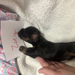 Zoey - Black white and tan female Cocker Spaniel puppy in Hickory, North Carolina from Home Grown Cocker Spaniels
