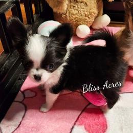 Domino - Black and white male Chihuahua puppy in Ponca City, Oklahoma from Bliss Acres Farm