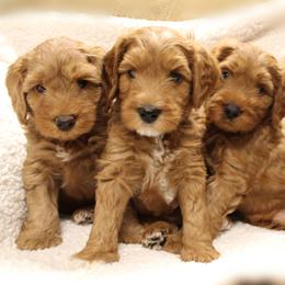  Puppies from Valley Vineyard Labradoodles
