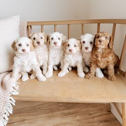 Australian Labradoodle and Goldendoodle Puppies from The Doodle Cove
