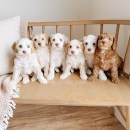 Australian Labradoodle and Goldendoodle Puppies from The Doodle Cove