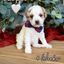 Casper - Parti male Goldendoodle puppy in Runaway Bay, Texas from Green Ranch Doodles