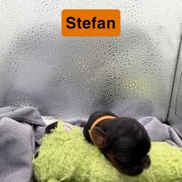 Enchanting Charlies Alarmed Defender - Black and tan male English Toy Spaniel puppy in Pennsylvania from Enchanting Charlies