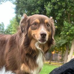 Scarlett - Australian Shepherd