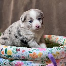 Fluffy - Blue merle female Australian Shepherd puppy in California from Eagle River Aussies