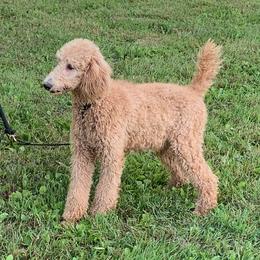 Honey - Poodle