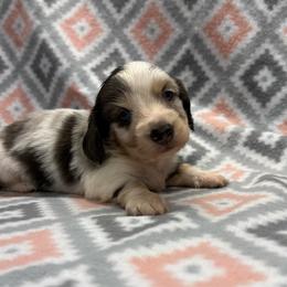 Puppy 2 - Blue and cream male Dachshund puppy in Hoover, Alabama from Tide Town Doxies