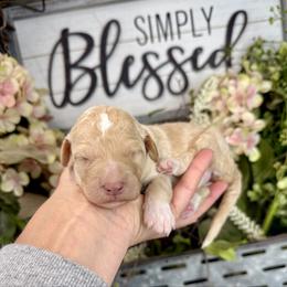 Butter Pecan - Apricot female Pyredoodle puppy in Bowling Green, Ohio from FDF Pyredoodles & Bernedoodles