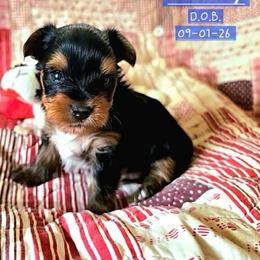 Michael - Black and gold male Yorkshire Terrier puppy in Nitro, West Virginia from Kathryn's Yorkies