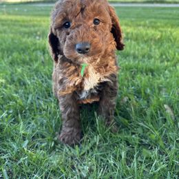 Boy 4- Green - Red  male Goldendoodle puppy in Luana, Iowa from Country View Bernedoodles and Goldendoodles