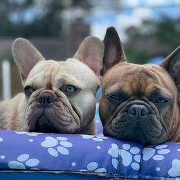 French Bulldogs from Belle Isle Bullies