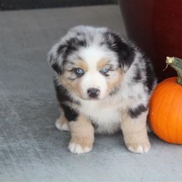 Australian Shepherd and Miniature Australian Shepherd Puppies from Canyon Creek Aussies