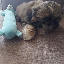 Shih Tzu Puppies from N.F.S.T Imperial ShihTzu Puppies.